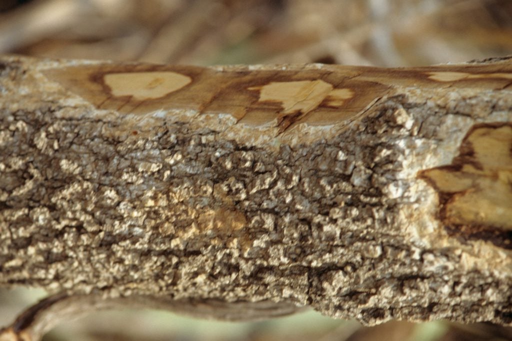 Teepflanze Hintonia latiflora Blutzucker senken diabetesmanagen.de